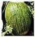 foto Semillas de melón valenciano temperano - verduras - cucumis melo - 90 semillas aproximadamente - las mejores semillas de plantas - flores - frutas raras - melones valencianos - idea de regalo original
