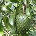 foto Semilla de fruta fresca con 20pcs Guanábana Natillas de frutas tropicales Graviola Annona Muricata Semillas para plantar Garden Yard Home Landscaping
