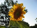 Monster Sunflower 30+ ( Ct ) photo / $16.00