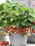 100+ Wild Strawberry Strawberries Seeds Fragaria Vesca Edible Garden Fruit Heirloom Non-GMO photo / $6.99
