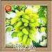 foto Best-Selling100 PCS/Pack 12 Arten von Traubenkernen Advanced Fruit Seed Natural Growth Trauben Sweet Kyoho Gardening, 6T7EXB 5