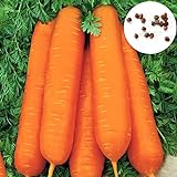 900 stücke Große Packung Karottesamen Wachsender Kit Hausgarten Bonsai Gemüse Fruchtpflanzen Setzlinge Karottensamen 1size. foto / 19,94 €