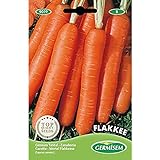 Germisem Flakkee Semillas de Zanahoria 10 g foto / 2,21 €