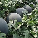 30Pcs Black Diamond Watermelon Seeds Non GMO Seeds Fruit Seed ,for Growing Seeds in The Garden or Home Vegetable Garden photo / $6.99