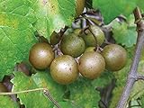 15 Seeds of Bronze Scuppernong (Muscadine) Female Native Heirloom Grape Non GMO photo / $15.99