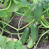 200+ Cucumber Seeds for Planting, Non-GMO, Premium Heirloom Seeds photo / $10.99 ($0.05 / Count)