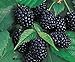 photo Redeo 2 Chester Thornless BlackBerry Plants, Organically Grown, Best in Zone 5-9.