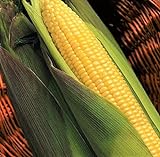 TomorrowSeeds - Kandy Korn Yellow Sweet Corn Seeds - 90+ Count Packet - Red Purple Husk EH Hybrid Untreated Golden Early Harvest Non GMO photo / $8.80 ($0.10 / Count)
