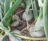 Vidalia Sweet Onion Seeds 120+ Pieces Non-GMO 110/170 Days Spring/Fall Garden photo / $8.00 ($0.07 / Count)