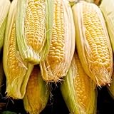 Sugar Buns Sweet Yellow Corn, 75 Heirloom Seeds Per Packet, (Isla's Garden Seeds), 90% Germination Rates, Non GMO Seeds, Botanical Name: Zea mays photo / $6.75 ($0.09 / Count)