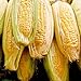 photo Sugar Buns Sweet Yellow Corn, 75 Heirloom Seeds Per Packet, (Isla's Garden Seeds), 90% Germination Rates, Non GMO Seeds, Botanical Name: Zea mays