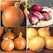 photo David's Garden Seeds Collection Set Onion Long-Day 9332 (Multi) 4 Varieties 800 Non-GMO, Open Pollinated Seeds