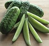 National Pickling Cucumber, 75 Heirloom Seeds Per Packet, Non GMO Seeds, Botanical Name: Cucumis sativus, Isla's Garden Seeds photo / $5.98 ($0.08 / Count)