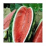 David's Garden Seeds Fruit Watermelon Allsweet 1429 (Red) 50 Non-GMO, Heirloom Seeds photo / $3.45