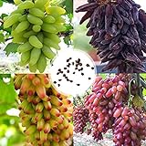Blumensamen Pflanzensamen 100Pcs/Bag Traubenkerne starke Vitalität natürliche umweltfreundliche Georgic Grape Fruit Seeds für Obstgarten - Traubenkerne foto / 2,99 €