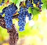Wine Grape Vine Seeds for Planting - 100+ Seeds - Ships from Iowa, USA photo / $9.09 ($0.09 / Count)