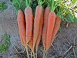 Bulk Organic Carrot Seeds Scarlet Nantes (1/2 Lb) photo / $14.95