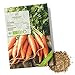 foto BIO Karotten Samen (Early Nantes) - Möhren Saatgut aus biologischem Anbau ideal für die Anzucht im Garten, Balkon oder Terrasse