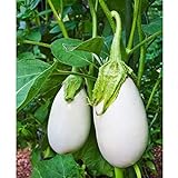 Cloud Nine Hybrid Eggplant Seeds (30+ Seed Package) photo / $4.19