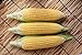 photo Sugar Buns Hybrid Corn Seeds