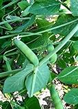 Pea Seed, Early Alaska, Heirloom, Non GMO, 20+ Seeds, Great Peas photo / $1.99