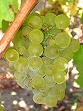 Vitis vinifera Chardonnay WINE GRAPE Seeds! photo / $12.20