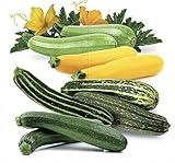 Seeds Zucchini Courgette Squash Summer Mix Heirloom Vegetable for Planting Non GMO photo / $6.99