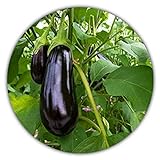 Aubergine - ca.50 Samen - Solanum melongena - guter Ertrag - Resistente Sorte foto / 3,49 €