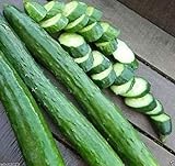 Japanese Long Burpless Cucumber Seeds - Sooyow Nishiki Green Non-GMO (25 - Seeds) photo / $4.49