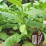clifcragrocl Semillas orgánicas Virginia Tabaco Heirloom - Semillas de plantas frescas - Fácil de cultivar foto / 1,29 €