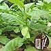 foto clifcragrocl Semillas orgánicas Virginia Tabaco Heirloom - Semillas de plantas frescas - Fácil de cultivar