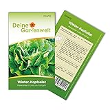 Winter-Kopfsalat Maiwunder Samen - Lactuca sativa - Winter-Kopfsalatsamen - Gemüsesamen - Saatgut für 500 Pflanzen foto / 1,99 € (0,00 € / stück)