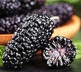50 piezas de semillas de morera negra Reliquia de familia Semillas de arbusto de fruta perenne de BlackBerry dulce para el balcón del jardín de su casa Frutas de morera suculentas deliciosas foto / 4,99 €