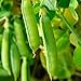 photo Sugar Snap Pea Garden Seeds - 5 Lbs - Non-GMO, Heirloom Vegetable Gardening Seed