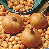 Semillas vegetales100Pcs/Bag Vegetable Seeds suculentas cebolla nutritiva fresca de rápido crecimiento - Semillas de cebolla foto / 4,89 €