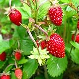 KIRA SEEDS - Alpine Strawberry Alexandria - Everbearing Fruits for Planting - GMO Free photo / $8.96 ($0.09 / Count)