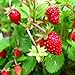 photo KIRA SEEDS - Alpine Strawberry Alexandria - Everbearing Fruits for Planting - GMO Free