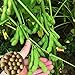 foto Voldrew Edamame Seeds,100 unids/bolsa de semillas de verduras de rápido crecimiento, de alta germinación productiva, semillas de jardín verde para el exterior Semillas
