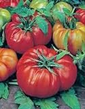 Tomato, Beefsteak, Heirloom, 25+ Seeds, Great Sliced Tomato, Delicious photo / $1.99 ($0.08 / Count)