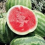 Unknown Red Rock Watermelons (Seedless) Seeds (25 Seed Packet) (More Heirloom, Organic, Non GMO, Vegetable, Fruit, Herb, Flower Garden Seeds at Seed King Express) photo / $5.29