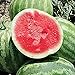 photo Red Rock Watermelons (Seedless) Seeds (25+ Seeds)(More Heirloom, Organic, Non GMO, Vegetable, Fruit, Herb, Flower Garden Seeds (25+ Seeds) at Seed King Express)