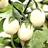 Semillas de berenjena 'Golden Egg' - Solanum melongena foto / 14,49 €