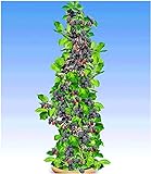 BALDUR Garten Säulen-Brombeeren Navaho® 'Big&Early' dornenlos, 1 Pflanze Rubus fruticosa Säulenobst Beerenobst Brombeerpflanze foto / 11,95 €