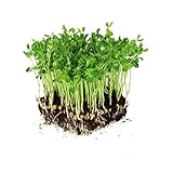 Dun Pea Seeds: 5 Lb - Bulk, Non-GMO Peas Sprouting Seeds for Vegetable Gardening, Cover Crop, Microgreen Pea Shoots photo / $31.12 ($0.39 / Ounce)
