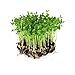 photo Dun Pea Seeds: 5 Lb - Bulk, Non-GMO Peas Sprouting Seeds for Vegetable Gardening, Cover Crop, Microgreen Pea Shoots