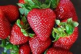 Organic Rustic Strawberry Seeds - 105 Count photo / $4.39