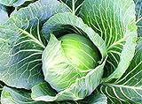 25+ Count Late Flat Dutch Cabbage Seed, Heirloom, Non GMO Seed Tasty Healthy Veggie photo / $1.99 ($0.08 / Count)