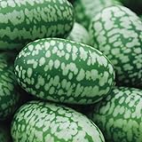 Cucamelon Seeds 35 Seed Pack Mexican Sour Gherkin, Mouse Melon 35 Seeds photo / $4.98 ($0.14 / Count)