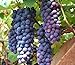 photo 30+ Thompson Grape Seeds Vine Plant Sweet Excellent Flavored Green Grape