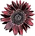 photo UtopiaSeeds Chocolate Cherry Sunflower Seeds - Beautiful Deep Red Sunflower